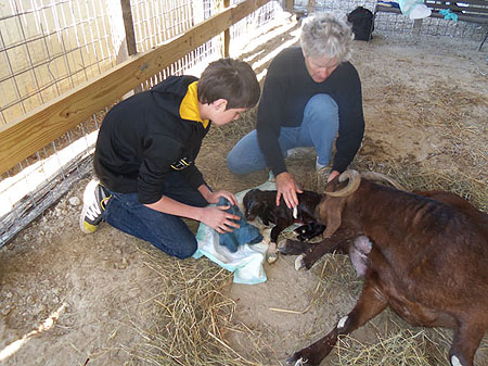 Mamas in waiting - Photo taken Mar15 - Tank is born.