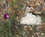 Winecup and rock in oak leaves