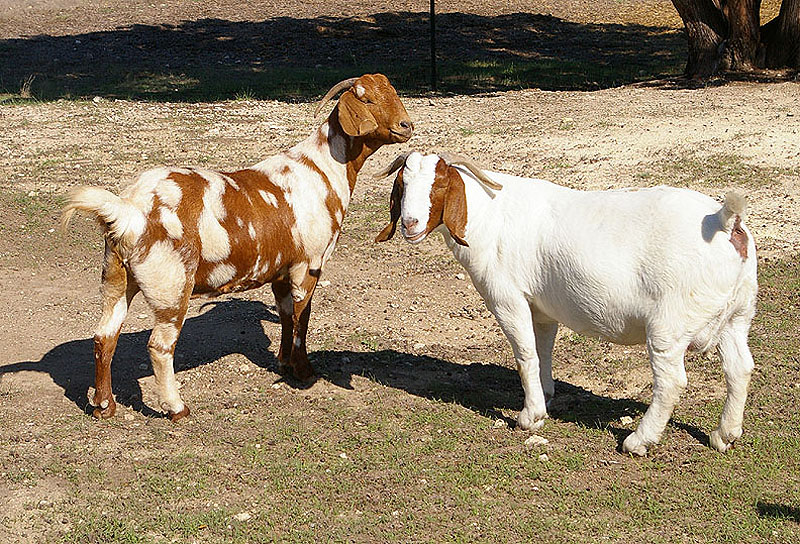 Walking H Boer Goats